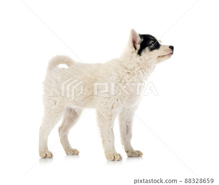 young Yakutian Laika 88328659