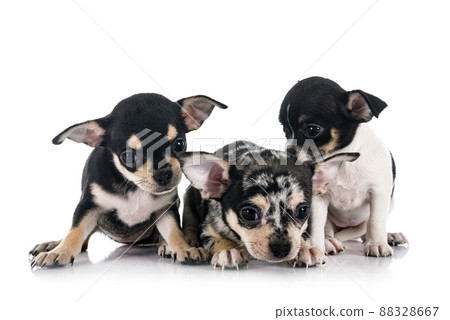 chihuahuas in studio chihuahuas in studio 88328667