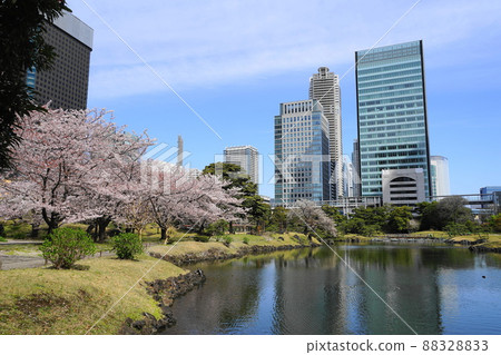 April 1781 Minato-ku Cherry blossoms in full bloom and the former Shiba Rikyu Garden 88328833