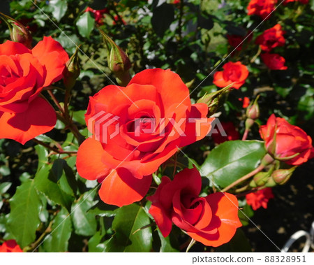 Rose bright red rose Sarabande Rose bright red rose Sarabande 88328951