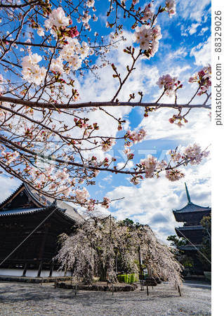 和歌山櫻花道行寺 和歌山櫻花道行寺 88329026