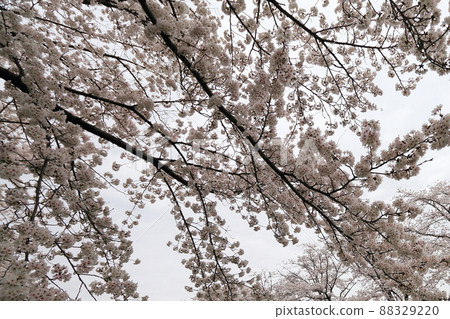 Beautifully blooming cherry blossoms Beautifully blooming cherry blossoms 88329220