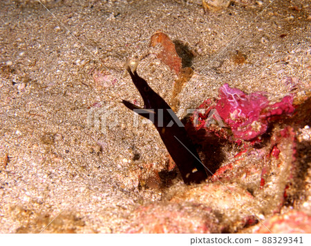 Ribbon eel yg Ribbon eel yg 88329341