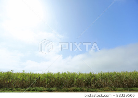Okinawa scenery sugar cane field Okinawa scenery sugar cane field 88329506