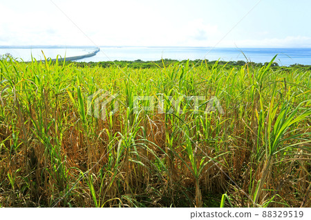 沖繩風光甘蔗田 沖繩風光甘蔗田 88329519