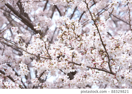 Kanigaya公園的櫻花:吉野櫻花 Kanigaya公園的櫻花:吉野櫻花 88329821