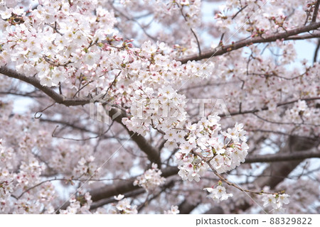 Kanigaya公園的櫻花:吉野櫻花 Kanigaya公園的櫻花:吉野櫻花 88329822