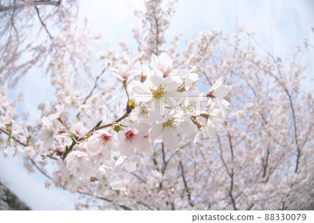 用魚眼鏡頭看到的鹿谷公園的櫻花：吉野櫻花 88330079