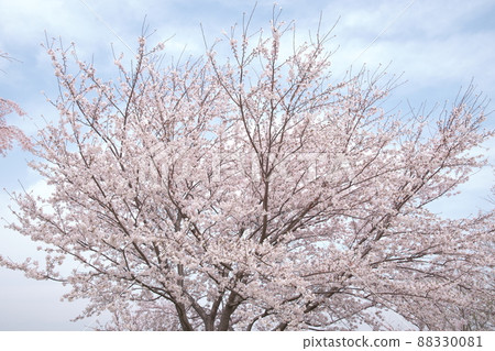 Kanigaya公園的櫻花：吉野櫻花[天空背景] 88330081