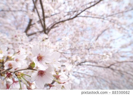 Kanigaya公園的櫻花：吉野櫻花 88330082