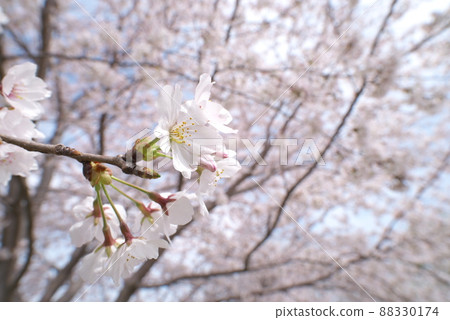 Kanigaya公園的櫻花：吉野櫻花 88330174