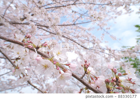 Sakura in Kanigaya Park: Yoshino cherry tree [sky background] 88330177