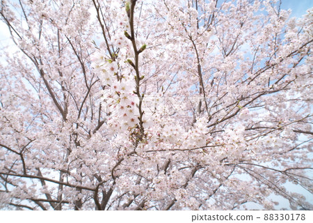 Kanigaya公園的櫻花：吉野櫻花 88330178