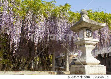 滋賀縣甲良町八幡宮盛開的紫藤花 88330203