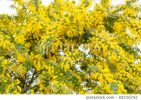Yellow mimosa flowers that signal the arrival of spring Yellow mimosa flowers that signal the arrival of spring 88330292
