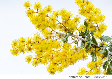Yellow mimosa flowers that signal the arrival of spring Yellow mimosa flowers that signal the arrival of spring 88330358