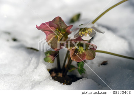 雪地裡有種子的聖誕玫瑰奈傑爾 88330468