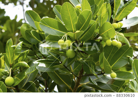 Calophyllum inophyllum 88330610