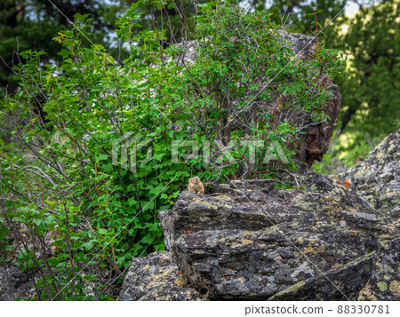 Funny Pika Ochotona collaris sits on rocky in Altai mountain. 88330781