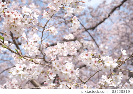 Yoshino cherry tree in Senbon Sakura, Kanagawa Prefecture 88330819