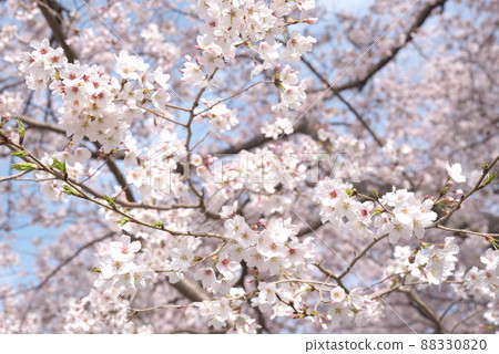Yoshino cherry tree in Senbon Sakura, Kanagawa Prefecture Yoshino cherry tree in Senbon Sakura, Kanagawa Prefecture 88330820