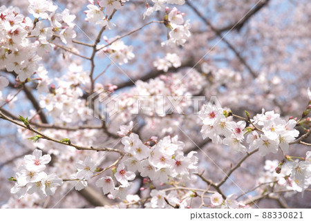 Yoshino cherry tree in Senbon Sakura, Kanagawa Prefecture Yoshino cherry tree in Senbon Sakura, Kanagawa Prefecture 88330821