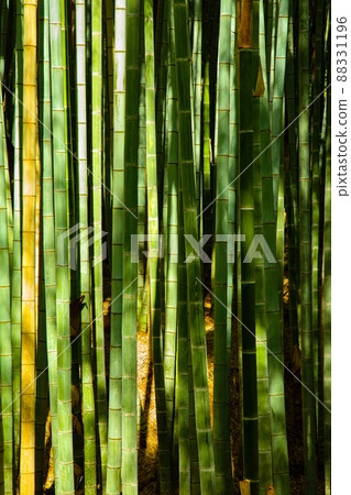 Isolated Close-up of Green Bamboo Tree Trunks in forest Isolated Close-up of Green Bamboo Tree Trunks in forest 88331196