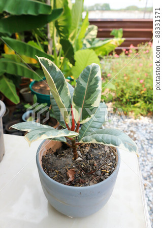 Decora Tree, Indian Rubber Tree or Rubber Plant or Variegated Indian Rubber or Ficus elastica or Assam Rubber or India Rubber Fig Decora Tree, Indian Rubber Tree or Rubber Plant or Variegated Indian Rubber or Ficus elastica or Assam Rubber or India Rubber Fig 88331571