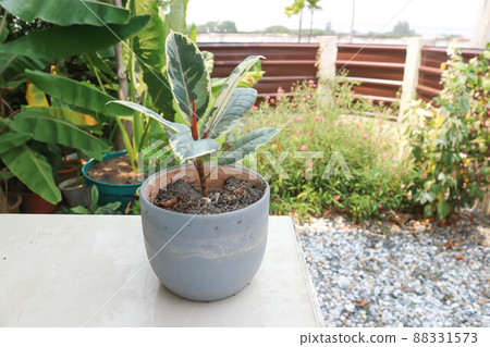 Decora Tree, Indian Rubber Tree or Rubber Plant or Variegated Indian Rubber or Ficus elastica or  Assam Rubber or India Rubber Fig 88331573