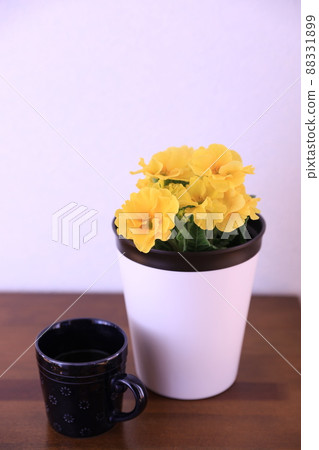 報春花 報春花 88331899