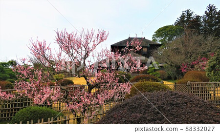 Kairakuen的梅花 Kairakuen的梅花 88332027