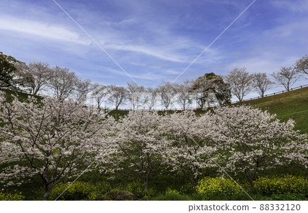 A view of Yoshino cherry trees and rape blossoms in full bloom at the famous cherry blossom spots in Kikuchi Park A view of Yoshino cherry trees and rape blossoms in full bloom at the famous cherry blossom spots in Kikuchi Park 88332120