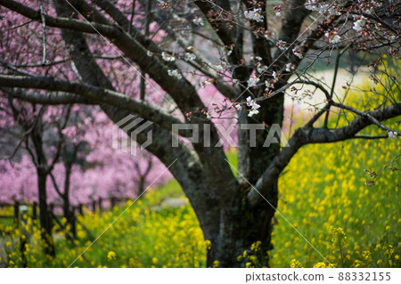 在菊池公園的著名櫻花景點欣賞吉野櫻花和盛開的油菜花 在菊池公園的著名櫻花景點欣賞吉野櫻花和盛開的油菜花 88332155