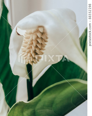 Beautiful spring flowers with green leaves close-up Beautiful spring flowers with green leaves close-up 88332198