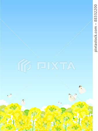Background material Rape blossom butterfly Cabbage white butterfly Blue sky Background material Rape blossom butterfly Cabbage white butterfly Blue sky 88332200