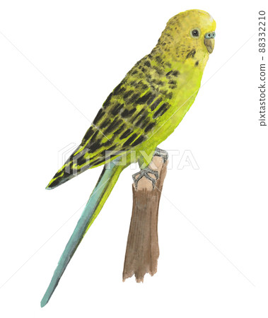 Yellow sexi parakeet 88332210
