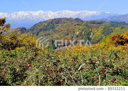 Beautiful Northern Alps Apple fields and Northern Alps 88332213