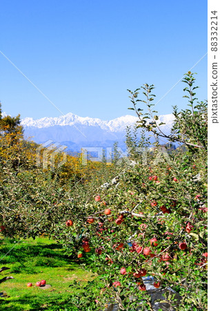 Beautiful Northern Alps Apple fields and Northern Alps 88332214