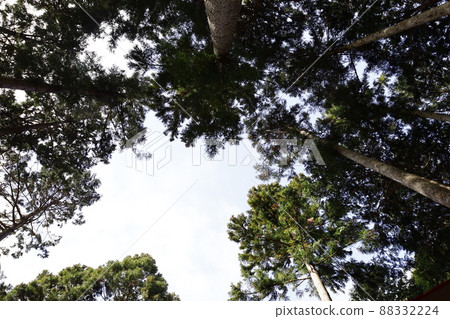 Looking up in the forest 88332224