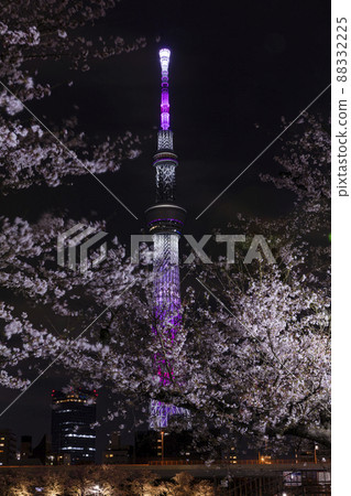 Cherry blossoms and Sky Tree in Sumida Park at night 88332225