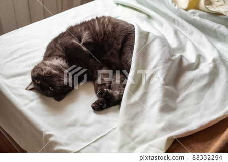 Cute cat relaxing on the owner's bed, funny animal concept 88332294