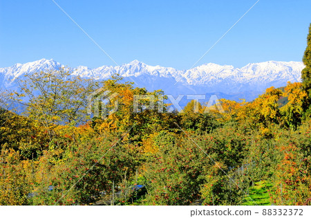 蘋果田和北阿爾卑斯山 秋天的蘋果田 美麗的北阿爾卑斯山 蘋果田和北阿爾卑斯山 秋天的蘋果田 美麗的北阿爾卑斯山 88332372