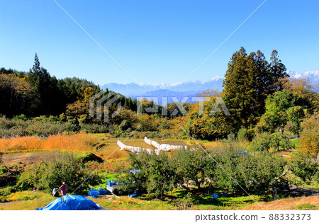 蘋果田和北阿爾卑斯山 秋天的蘋果田 美麗的北阿爾卑斯山 蘋果田和北阿爾卑斯山 秋天的蘋果田 美麗的北阿爾卑斯山 88332373