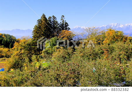 蘋果田和北阿爾卑斯山 秋天的蘋果田 美麗的北阿爾卑斯山 蘋果田和北阿爾卑斯山 秋天的蘋果田 美麗的北阿爾卑斯山 88332382