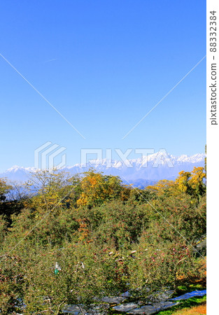 蘋果田和北阿爾卑斯山 秋天的蘋果田 美麗的北阿爾卑斯山 蘋果田和北阿爾卑斯山 秋天的蘋果田 美麗的北阿爾卑斯山 88332384