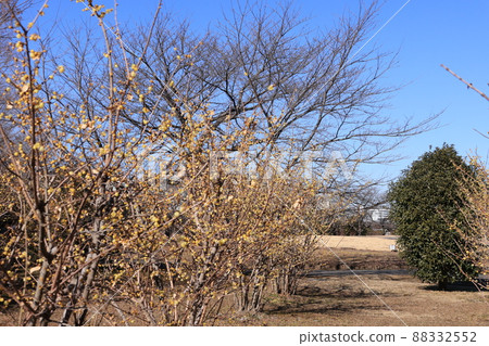 日本五香粉林景觀 日本五香粉林景觀 88332552