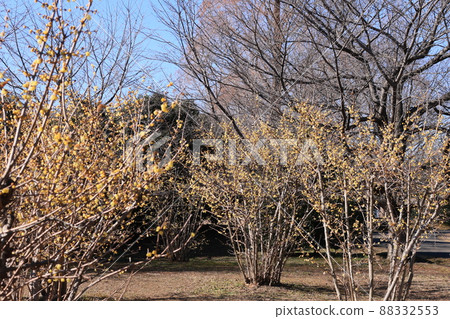 日本五香粉林景觀 日本五香粉林景觀 88332553