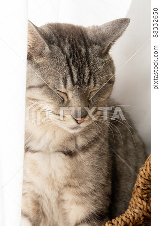 Sleepy cat Sabatra cat Sleepy cat Sabatra cat 88332650
