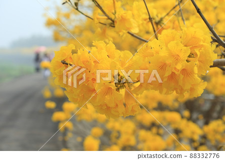 Yellow flower suzuki 88332776