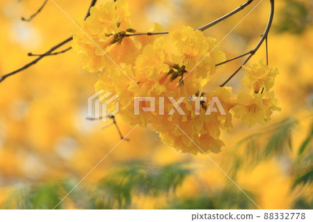 Yellow flower suzuki 88332778